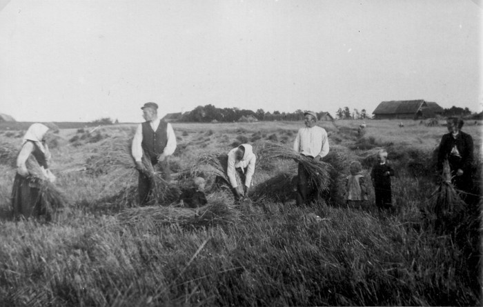 Foto. Rukkilõikus Hiiumaal