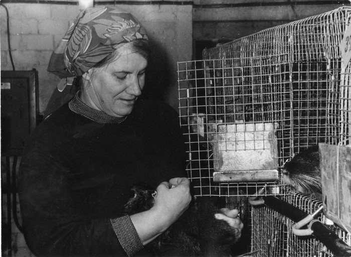 "Sõpruse" kolhoosi sisevaade töödest Kassari nutriafarmis .