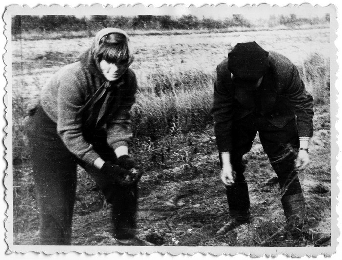Jausa kooli õpilased kolhoosi kartulipõllul