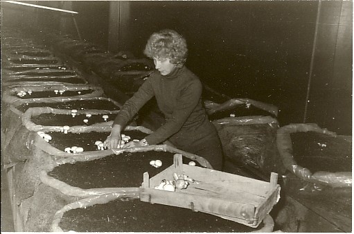 foto, seenekasvatus Tarbja kartulihoidlas 1984.a.