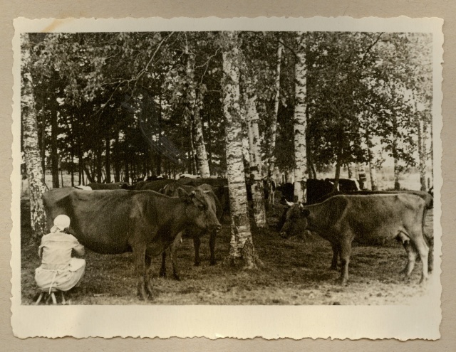 3 fotot kolhoosi musta-valgekirju kari Lõõla 1950-ndad