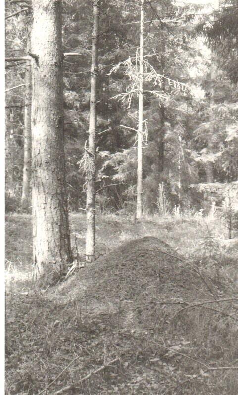 foto, metsakuklase pesakuhik Tammsaare metskonnas 1989.a.