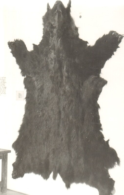 foto,  karu nahk Väätsa jahimajandi seinal 1987.a.