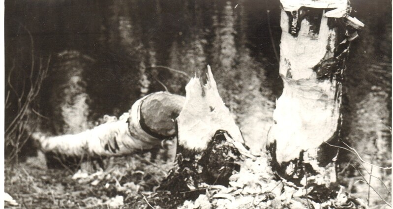 foto, kobraste langetatud kased Endla looduskaitsealal  1987.a.