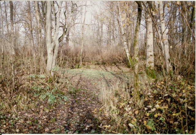 värvifoto Esna mõisa park 1996