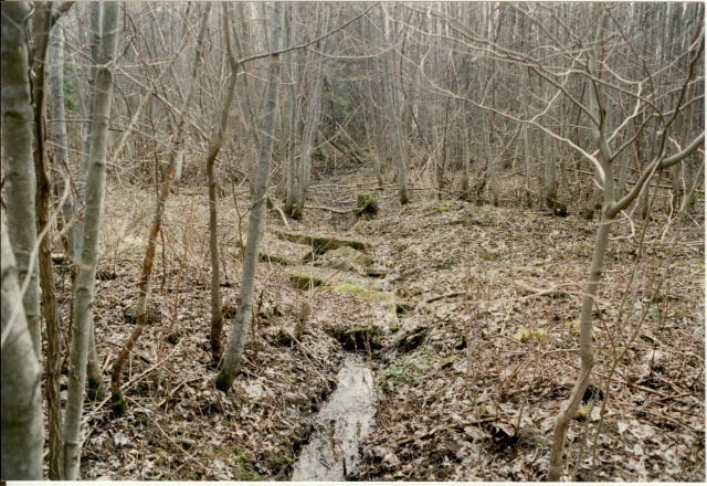 värvifoto silla jäänused teel perekond Gruenewaldi matmispaiga ja kabeli juures 1996