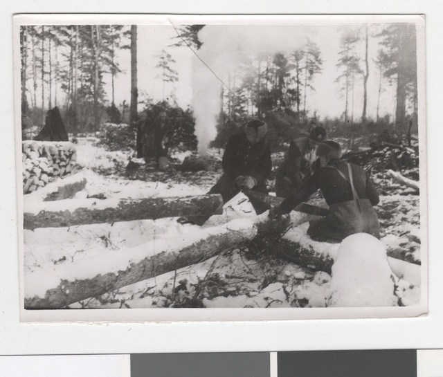 Küttepuude varumisel Raplamaal - puude saagimine.