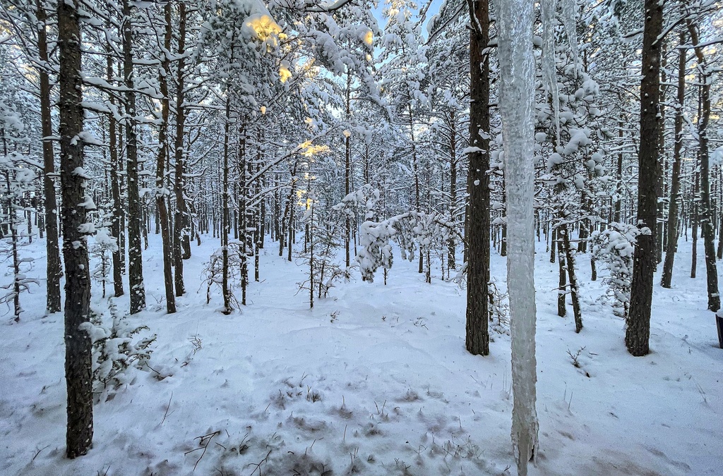 Detsember 2021 Laulasmaal Kanarbikus