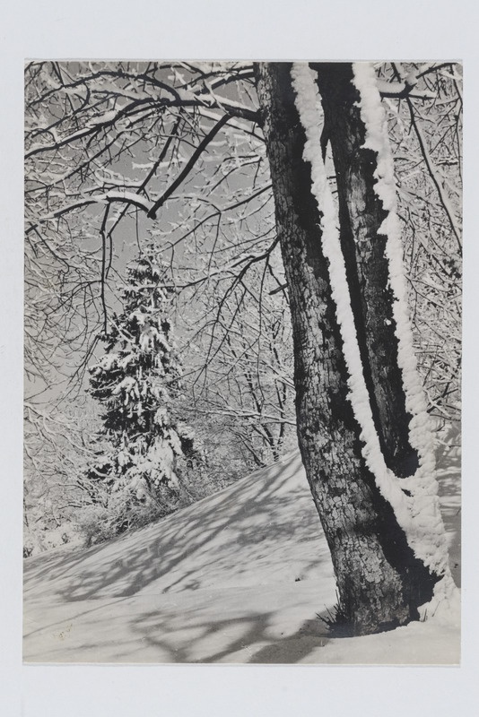 Fotopostkaart lumise metsaga