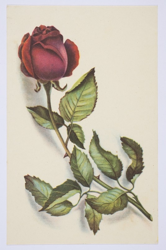 Sünnipäevakaart roosiga