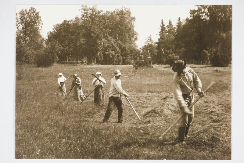 Heinalised Kolga rannas