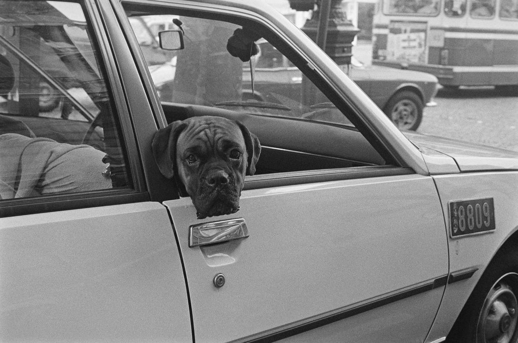 People and dogs in Paris, France, in autumn 1982.; Ihmisiä ja koiria Pariisissa syksyllä 1982.