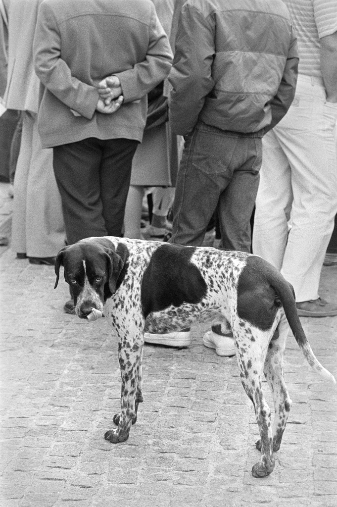 People and dogs in Paris, France, in autumn 1982.; Ihmisiä ja koiria Pariisissa syksyllä 1982.