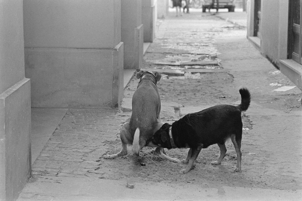 People and dogs in Paris, France, in autumn 1982.; Ihmisiä ja koiria Pariisissa syksyllä 1982.