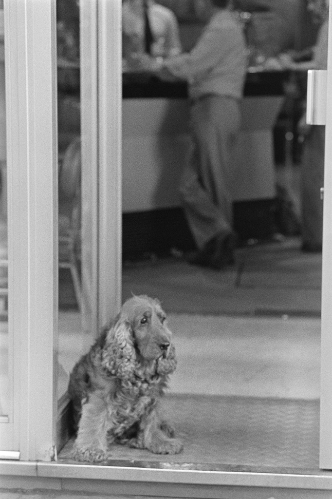 People and dogs in Paris, France, in autumn 1982.; Ihmisiä ja koiria Pariisissa syksyllä 1982.