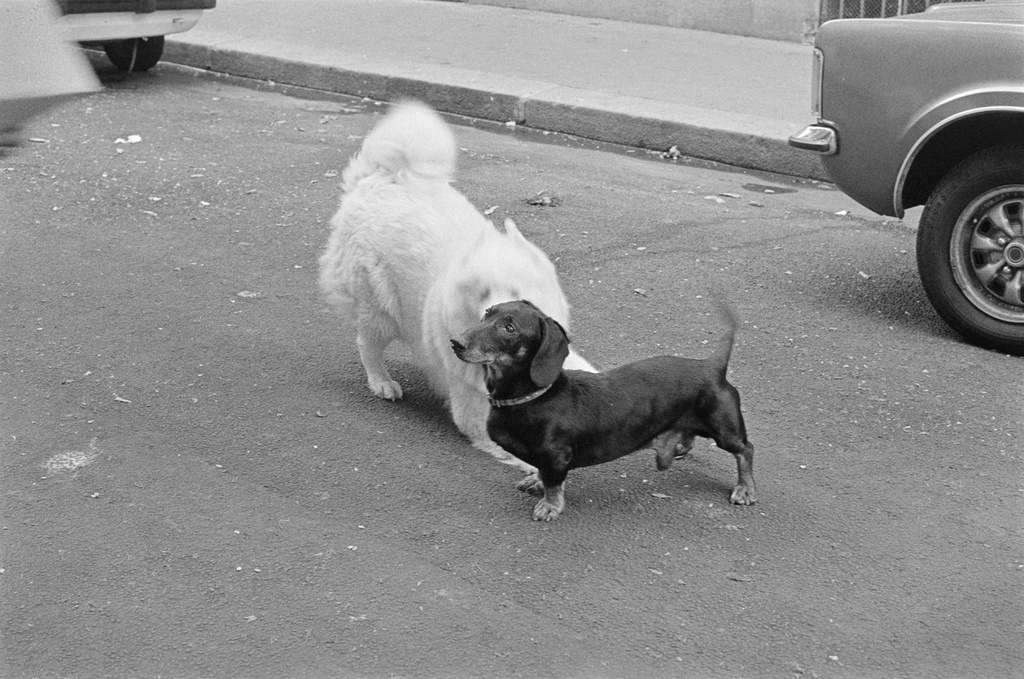 People and dogs in Paris, France, in autumn 1982.; Ihmisiä ja koiria Pariisissa syksyllä 1982.