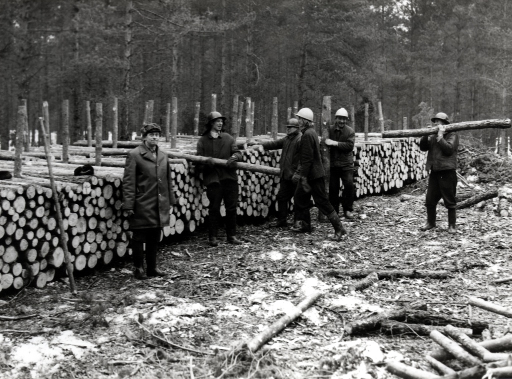 Leisi metskonna raiebrigaad paberipuitu virnastamas