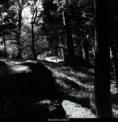 Hundikuristik Kadriorus.  duplicate photo