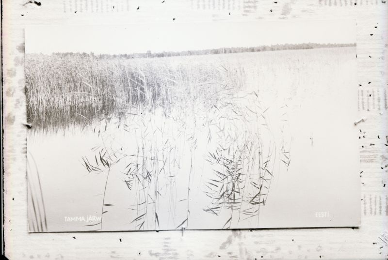 Negatiiv. Tselluloid. Albumis.