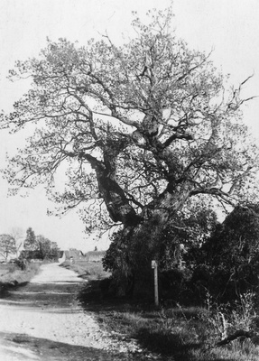 Loodusfoto: Tärkma tamm, 1968  similar photo