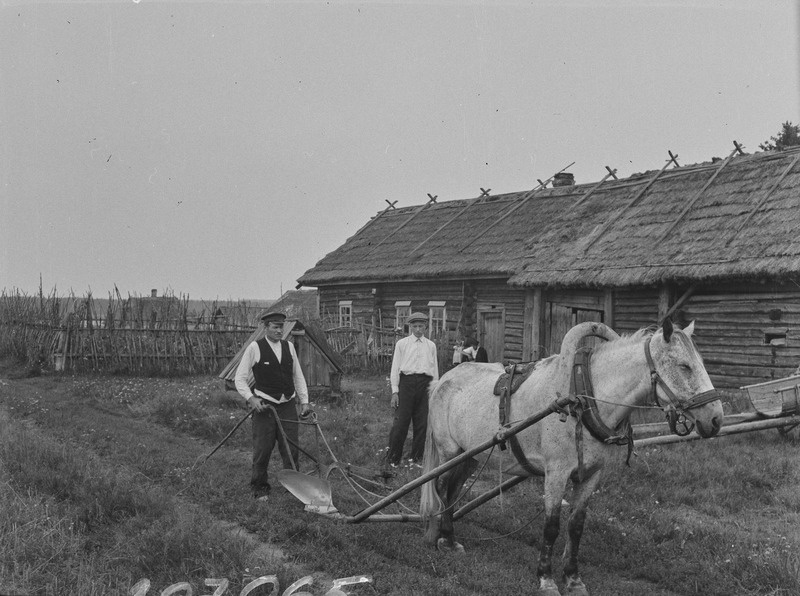Vadjalane Grigorjev läheb kündma, adra nina all adratald, 23. VIII 42, Savvokkala k