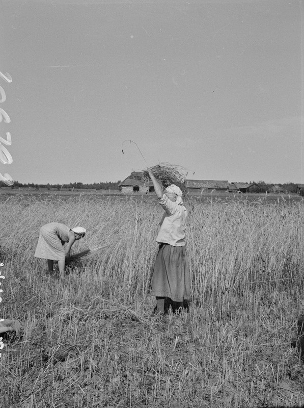 Rukkilõikajad, viljapeotäis visatakse üle pea vihku Korovaisi (soome-isuri segaküla) põllul