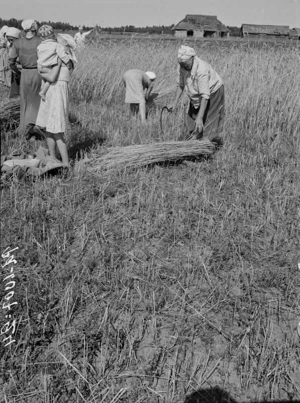Rukkilõikajad, viljapeotäis asetatakse maha vihku Korovaisi (soome-isuri segaküla) põllul