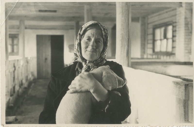 Foto, must-valge, Pärnu Kommunist. Sigade talitaja Neenet Liisa
