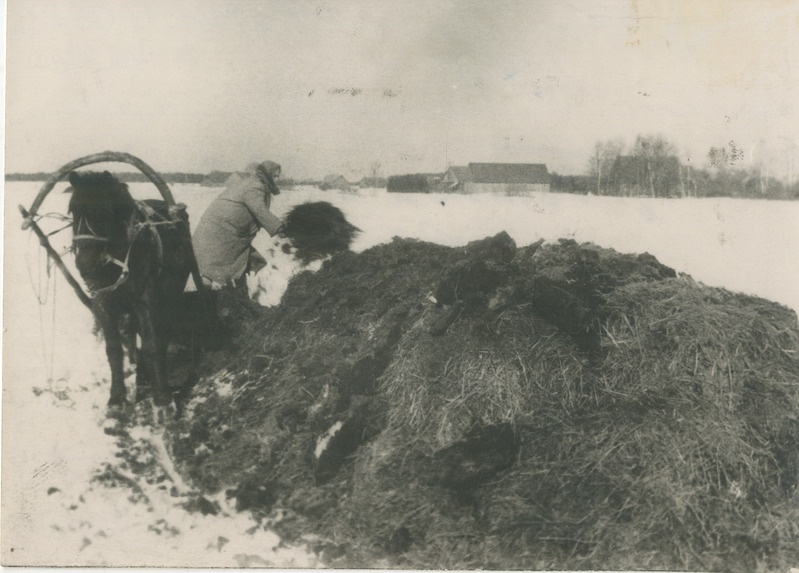 Foto, must-valge, Töörahva Hääl. Sõnnikuvedu