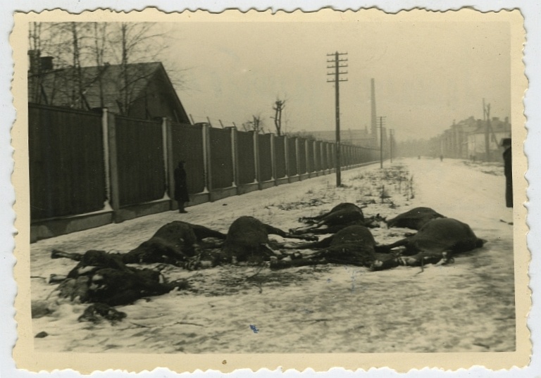 Burning of Tallinn in 1944. Horse bodies on the street.1944.