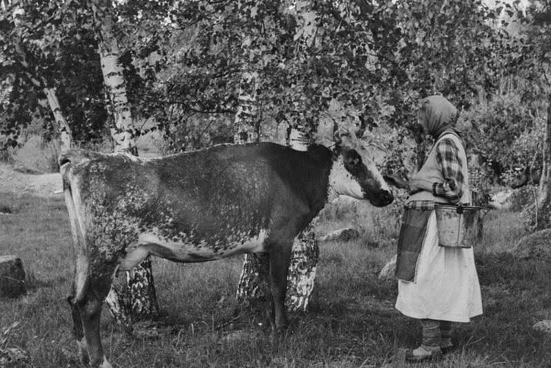 F. I. Kozlova "tõi lehmäle leipää" enne lüpsi "silla pääl", Matti k