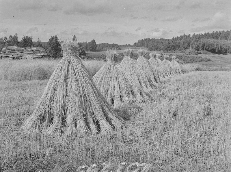 Rukkikuhilad. Kõrvõttula k