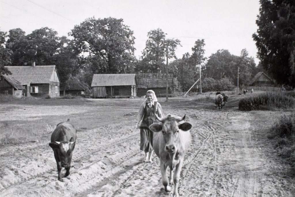 Kolhoosnike lehmad hommikul teel karjamaale. Ruhnu