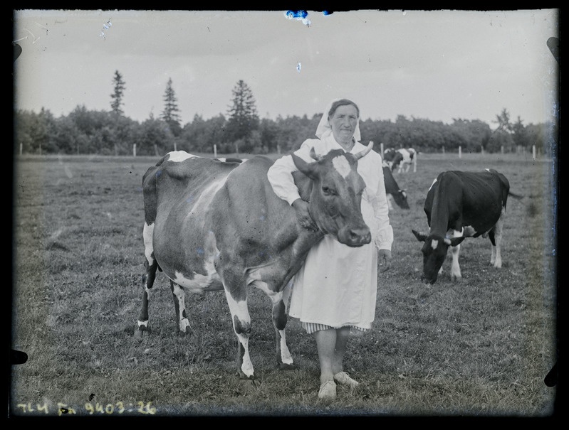 Naine ja lehm karjamaal