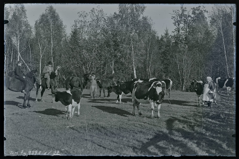 Pääsukese talu kariloomad väljal
