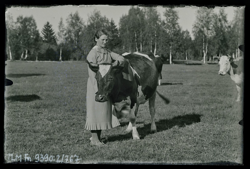 Vaade: Herta Pääsuke Tõnuri talus kariloomadega.