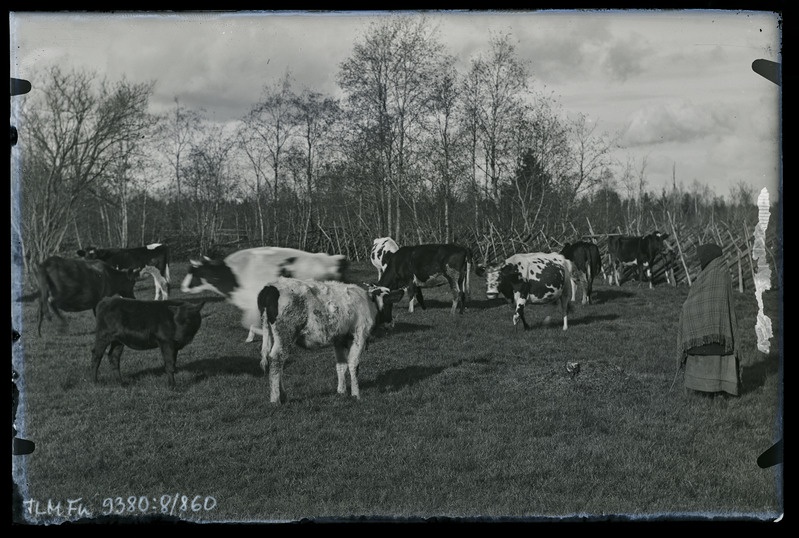 Lehmad karjamaal, vasakul tundmatu naine