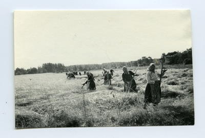 Rye mowing in Kihnus  duplicate photo