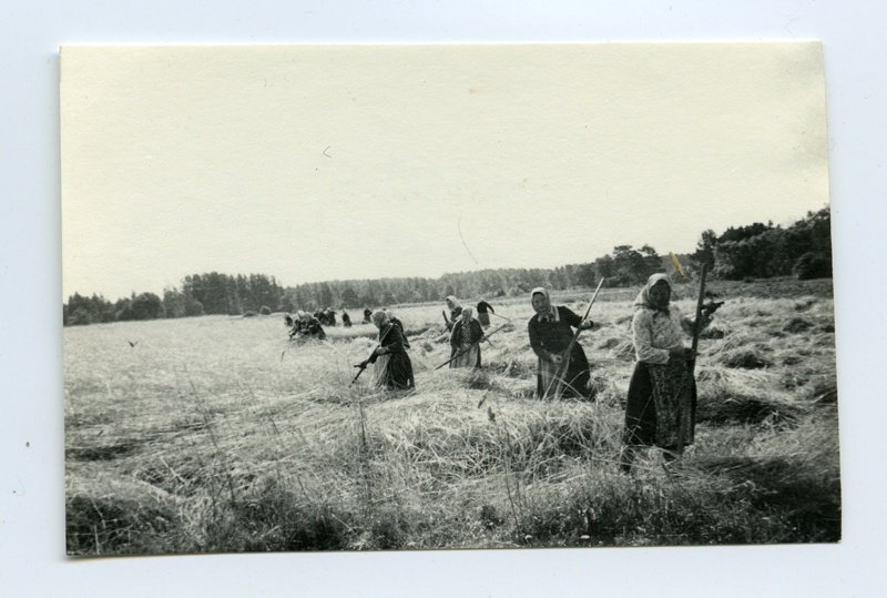 Rye mowing in Kihnus
