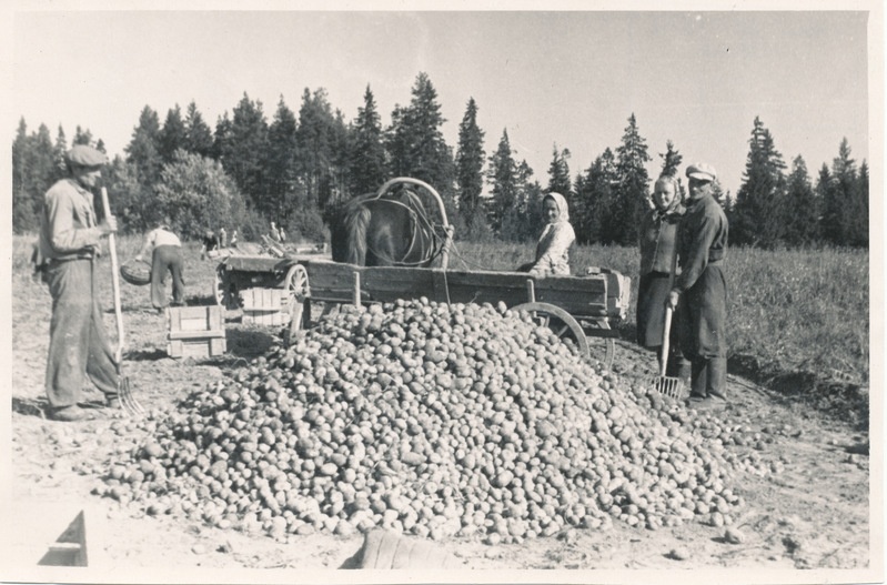 Kartulivõtmine