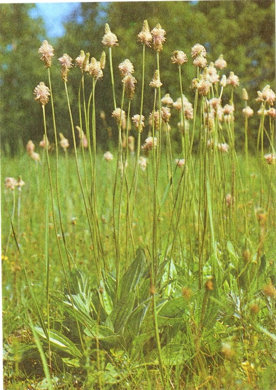 Postkaart komplektist Kevadlilled: keskmine teeleht