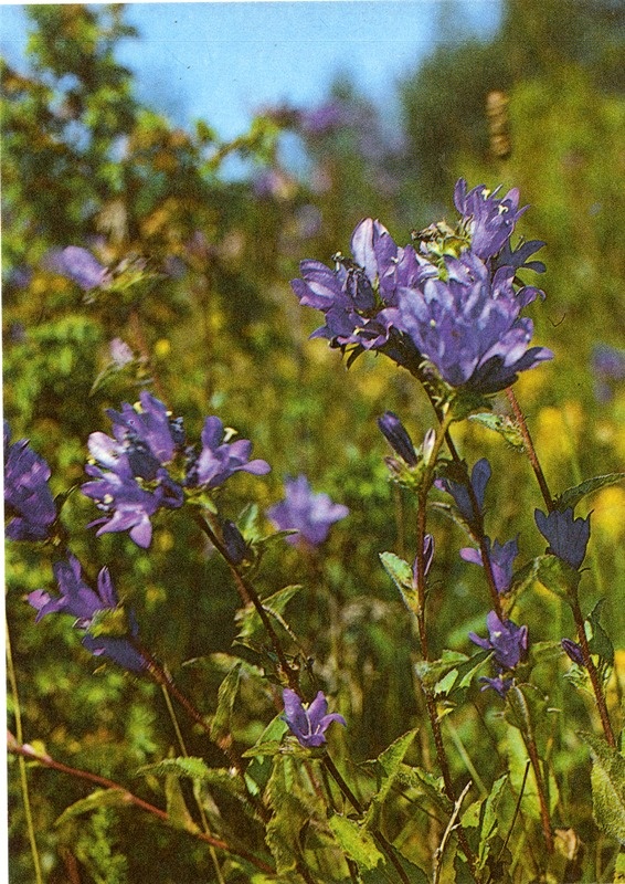 Postkaart komplektist Kevadlilled: kerakellukas