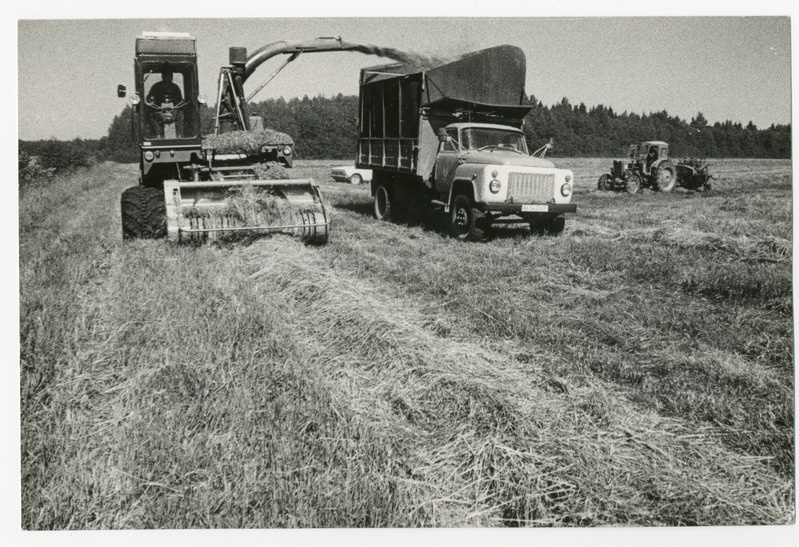 Foto. Viljavarumine Suigu kolhoosis