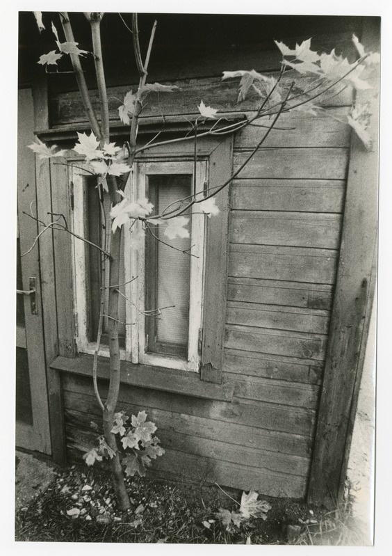 Foto. Akna ees kasvav puu