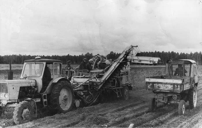 Sõpruse kolhoosis kartulikoristus Lõua niidis