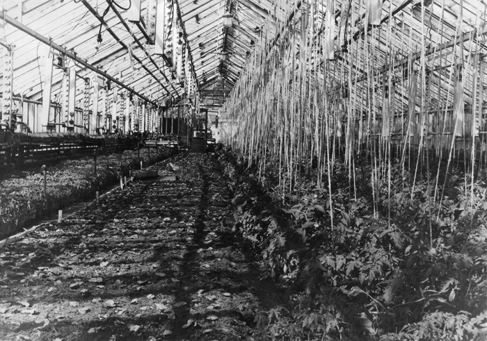 Sõpruse kolhoosi Jausa kasvuhoone