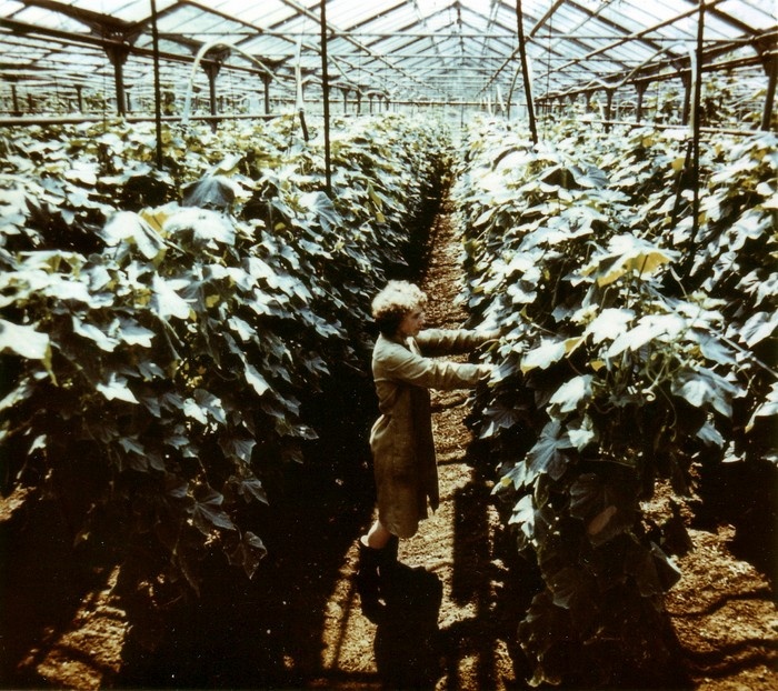 Sõpruse kolhoosi Jausa aiandis kurke korjamas