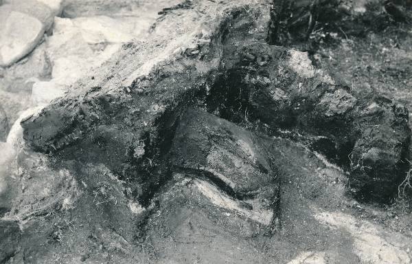 Arheoloogiline kaevamine Tartus 1979a. Linnuse puitpiire ja risttugi.
