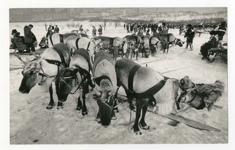 Foto. Põhajapõdrad