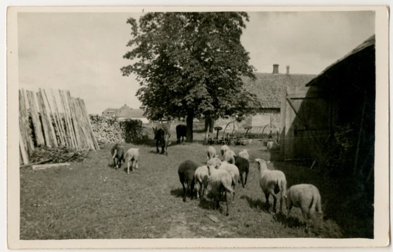 Foto. Tali Saarepõllu talu õu